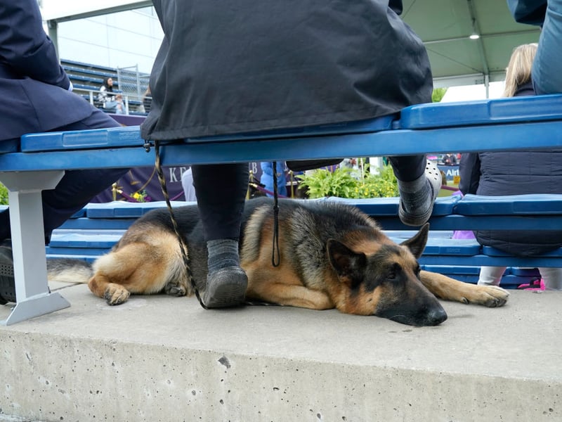 Used for everything from drug detection to sniffing out explosives - by everybody from the army to the police - the German Shepherd is another breed in the top tier of canine intelligence. These bright sparks can understanding a new command after only five repetitions and following the command at least 95 per cent of the time. The other five per cent of the time? The command is probably the wrong one.