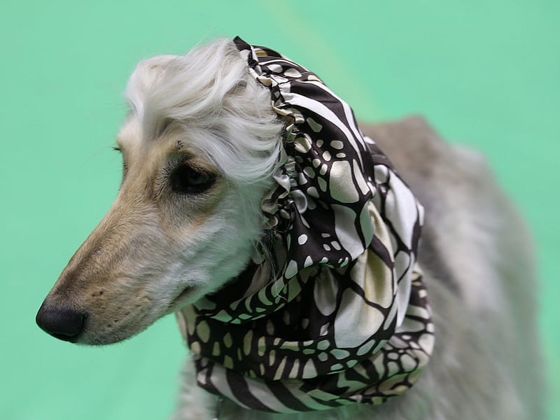 The Borzoi is a dog with a stunning coat, but a reputation of having little in the way of brains. They are also one of the cleanest breeds though, so perhaps spend so long on their own personal hygiene that they don't have much time for puzzles. 