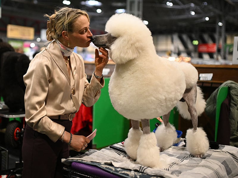 Don't let their curly hair, high-fashion looks and cute demeanor fool you - Poodles have a razor-sharp brain second only to the Border Collie. Whatever size you choose - Standard, Miniature and Toy - these furballs are hugely smart, making great service and therapy dogs.