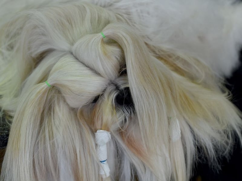 An ancient breed that has been around for over a thousand years, the Lhasa Apso comes from Tibet and were used as sentinels at palaces and monasteries located high in the Himalayan mountains. Remakably they are exactly as smart as they were ten centuries ago (not very). 