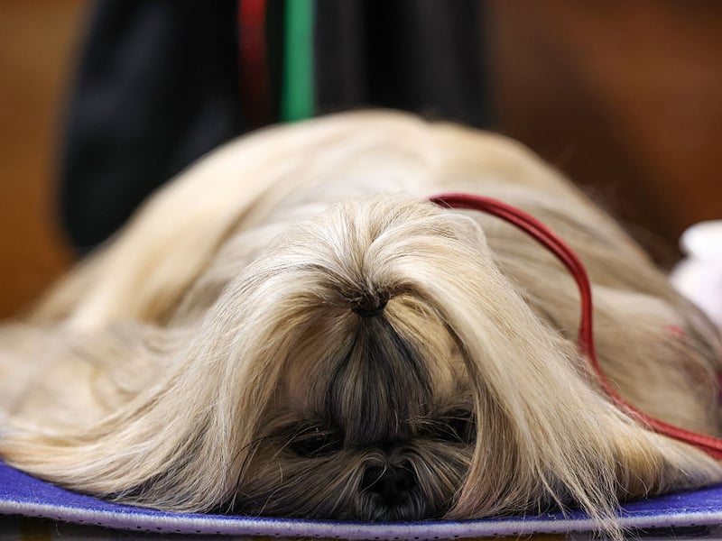 If you've ever looked at your adorable Shih Tzu and wondered what they were thinking, the answer is probably 'not very much'. When you are this cute though, brains aren't really required.