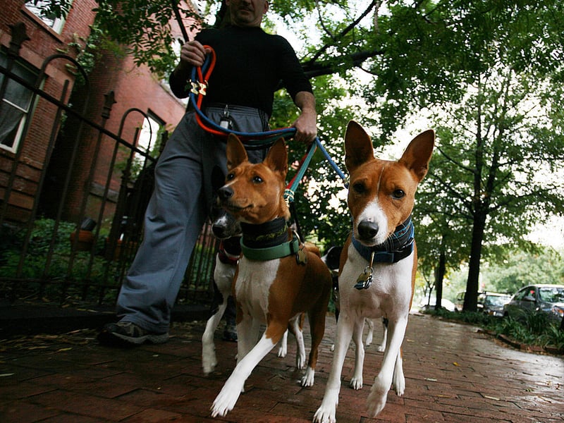 The Basenji is reputedly the world's second most stupid dog breed. Given that they are the only type of dog that don't bark, maybe we just aren't hearing all the clever things they want to say. 