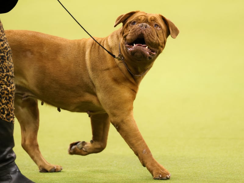 Many Mastiff owners will know that, while their pet will eventually do what's asked of them, they'll take their time over it. It's this ponderous nature that perhaps explains their reputation for a lack of smarts. 