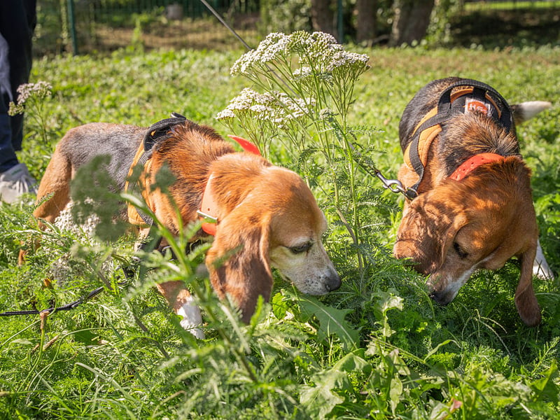 Another dog that has been bred to follow its nose - often in packs - the Beagle could more accurately be called single-minded than stupid.