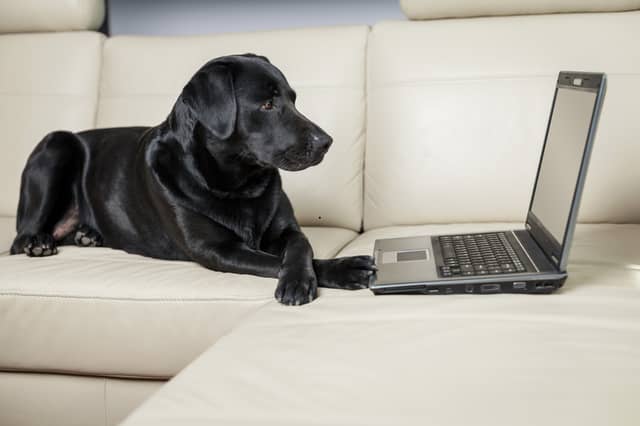 Some breeds of dog are simply more intelligent than others.