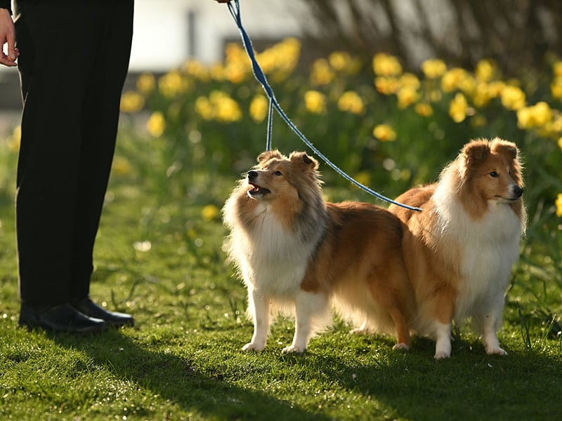 Like Border Collies, Shetland Sheepdogs are great at herding animals due to their extreme intelligence. They thrive on being given new things to learn - the more energetic the better.