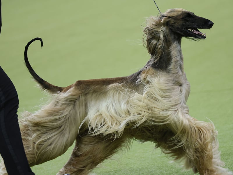 Now we're moving on to the dogs that have less in the brains department - but are still adorable. Stanley Coren concluded that the beautiful Afghan Hound is the least intelligent breed of dog. Of course this could be largely due to the fact they are also the most stubborn breed of dog - notorious for ignoring their owner's commands. Who's to say they don't understand every word though! 