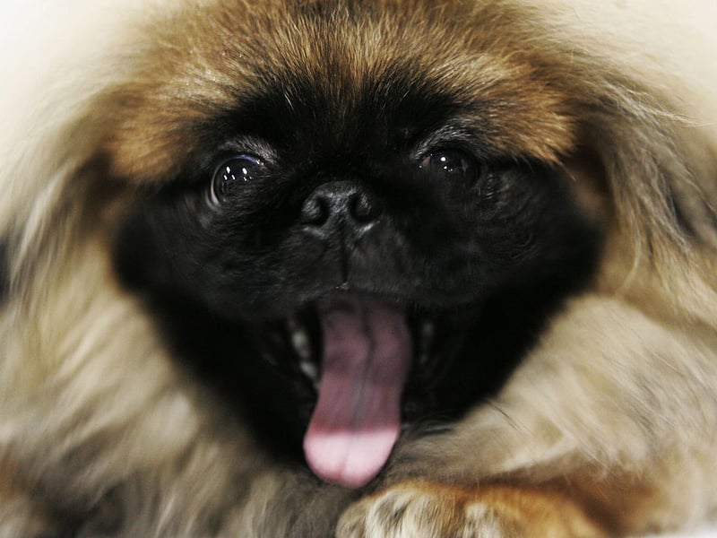The Pekingese was bred as a lap dog for the Chinese Imperial Court - and has exactly the right amount of brains to carry out that task.