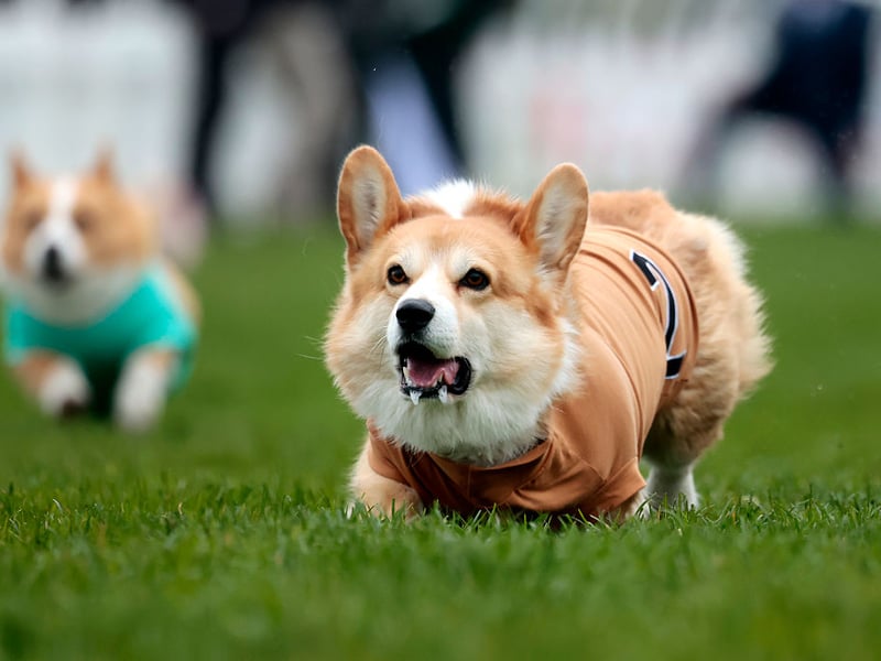 The second of three smart smaller dogs on this list, the Corgi is another dog whose intelligence has been used to heard animals. These dogs just love to learn new stuff and show off their canine skills.
