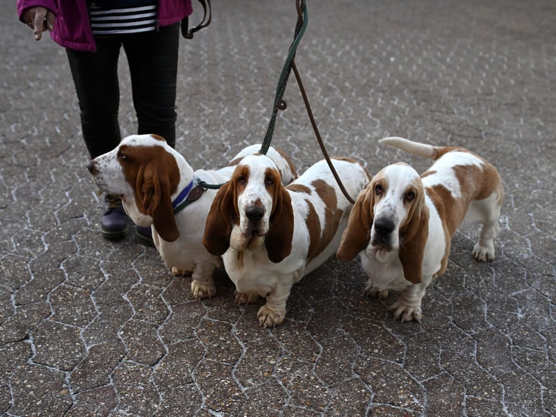 Yet another dog bred to ignore everything else to follow a scent, it's not the Basset Hound's fault that this skill comes at an intellectual cost. They can also be incredibly difficult to house train. 