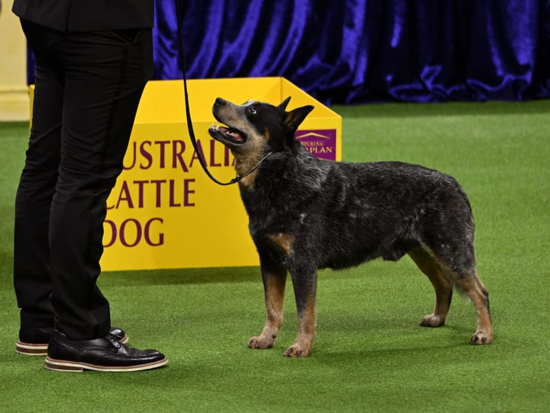 Still used today to herd animals on Outback ranches, the Australian Cattle Dog may not be a common site in Britain's parks but it has brains to spare. They respond particularly well to structured training, while also have an incredible ability to learn for themselves. They'll be running rings around you in no time.