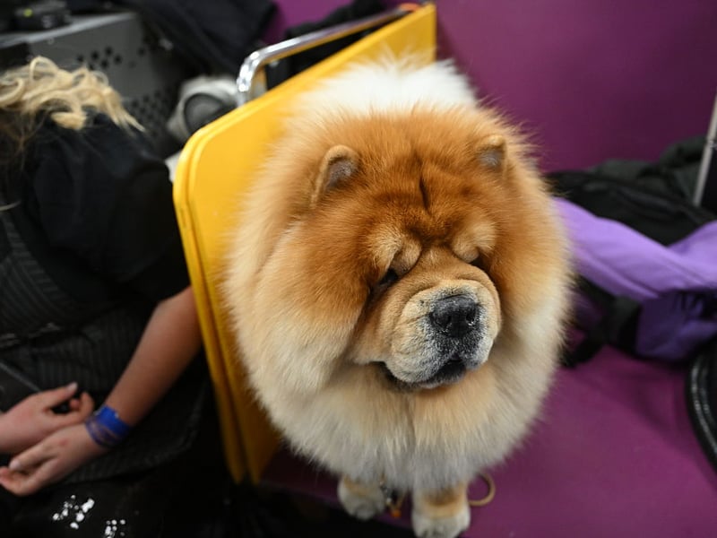 What the Chow Chow lacks in intellect is more than made up for with its loyalty - doing everything they can to protect their owner from danger. 