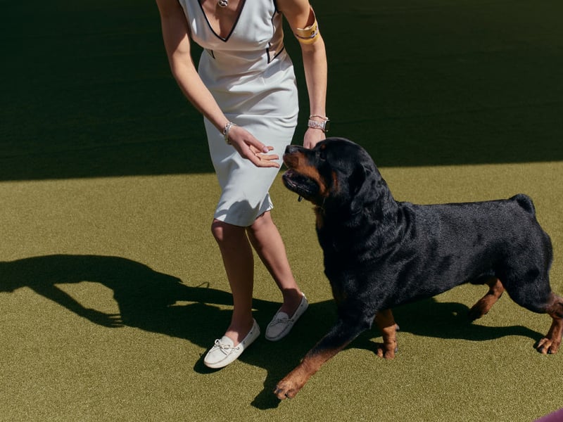 A mixture of obedience and keen instinct makes the Rottweiler the ninth most intelligent dog breed. They are also very adaptive and make great guard dogs - as well as gentle and respectful family pets.