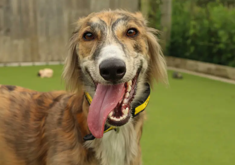 Narla is a lovely girl looking for a patient family who can offer a calm and peaceful home environment. She adores having someone around so will need plenty of companionship at home and a steady approach to building up any leaving time. Narla would be best suited to a pet-free home and with older teenagers.