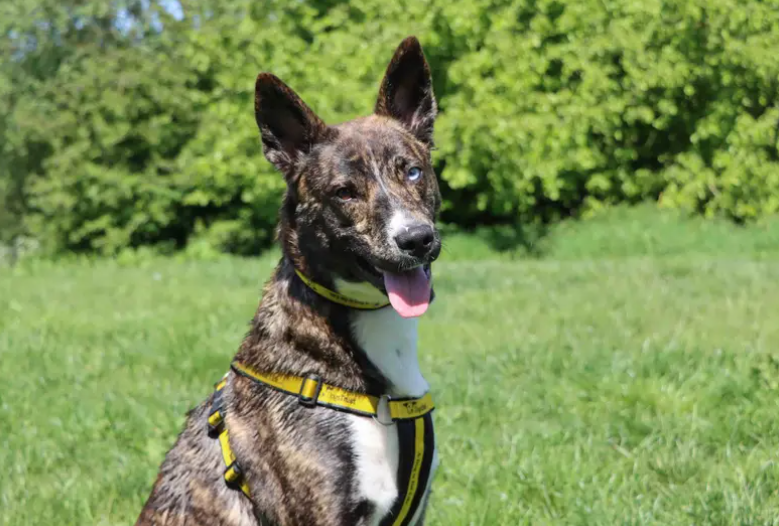 Saskia is young, loving girl who is going to be a fabulous best friend. She’s a clever, energetic girl who will thrive with a family who would like to continue training and like to lead an outdoorsy lifestyle. Walking routes where there aren’t too many other dogs about will be ideal. This is because Saskia can react to other dogs sometimes and would benefit from continued training in this area.