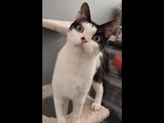 Inquisitive Posey loves nothing more than nosing out of the window and chasing furry toy mice around the room. She is incredibly friendly and loves to curl up on your knee, and is currently looking for a quiet, adult-only household.