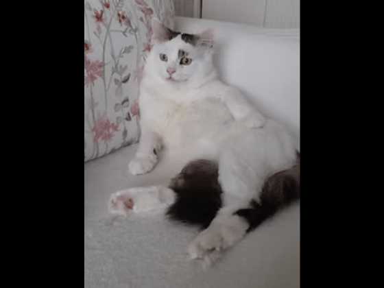 Fluffy ex-street cat Nova is a proper character who boasts one of the loudest meows you will ever hear. He absolutely loves his food and his chin scratches, and would ideally suit a home where someone is around during the day with safe outdoor access.