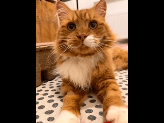 Charming senior gent Jasper is an extremely friendly, people-loving boy who adores being groomed and cuddled. This handsome old chap is looking for a comfortable retirement home where he can occupy a warm knee and get plenty of chin scratches.