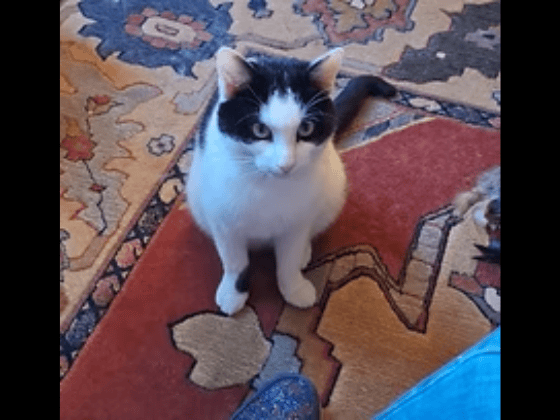 Gentle and independent Trevor is searching for a calm, adult-only home where he can feel secure and build trust. He loves playing with feather toys, is perfectly well-behaved indoors, and would appreciate eventual access to the outside.
