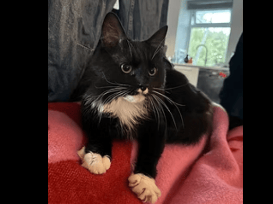 Handsome Anthony is a clever, playful lad who has recently discovered a massive enthusiasm for interactive toys. He would thrive best as the only cat in a patient household that can read his cues and reward him with plenty of lap sits.
