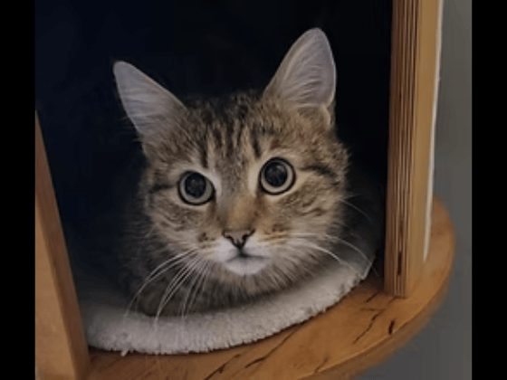 Affectionate and gentle Nettie is happiest when she is close to her humans, but she can be easily intimidated by more dominant pets. She is looking for a quiet home with older children where she can be the centre of attention.