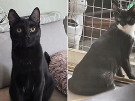 Inseparable brothers Alan and Timmy are looking for a special, patient home where they can grow in confidence at their own pace. While they can be a little shy, they will happily take treats from your hands and love interactive playtime.