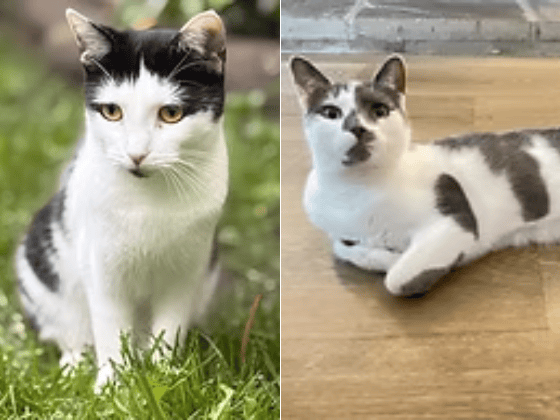 This stunning brother-and-sister duo are closely bonded and looking to find a forever home together. Active, mischievous Marble loves chasing laser dots, while gentle Linda has beautiful amber eyes and adores calm head strokes.