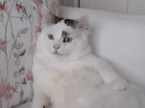 Fluffy ex-street cat Nova is a proper character who boasts one of the loudest meows you will ever hear. He absolutely loves his food and his chin scratches, and would ideally suit a home where someone is around during the day with safe outdoor access.
