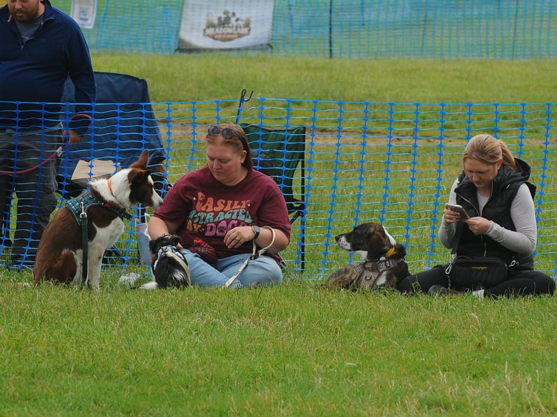 The dogs were patiently waiting for the judging