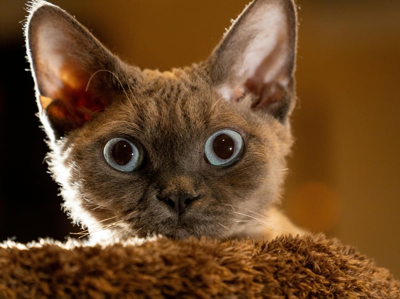 Devon Rex cats are mischievous and energetic, often leaping and climbing - including on their owner. They bond closely with humans and stay active through play, curiosity, and a desire to be involved in everything happening ALL THE TIME.