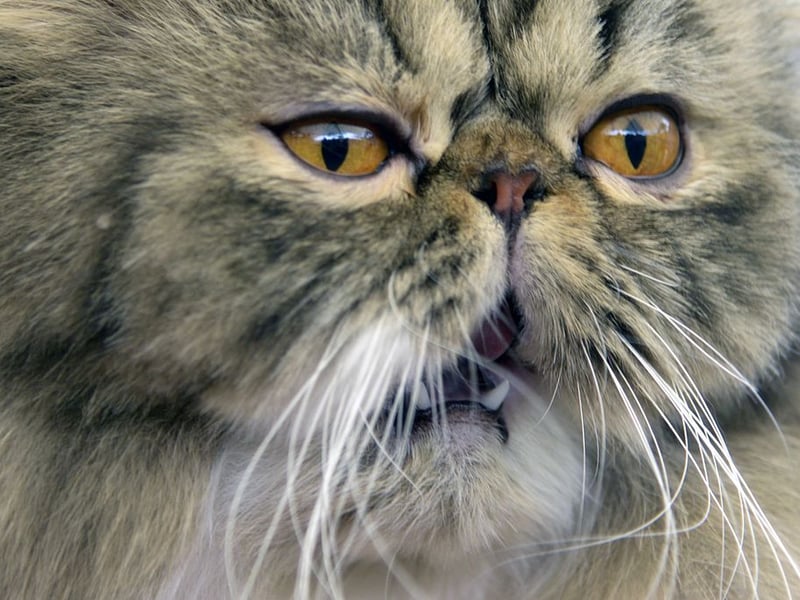 Himalayans combine Persian calmness with Siamese traits. Despite occasional playfulness, they are mostly sedentary, enjoying warm laps, soft bedding, and quiet environments where they can rest undisturbed. Prepare to have a grumpy cat if you dare to wake them!