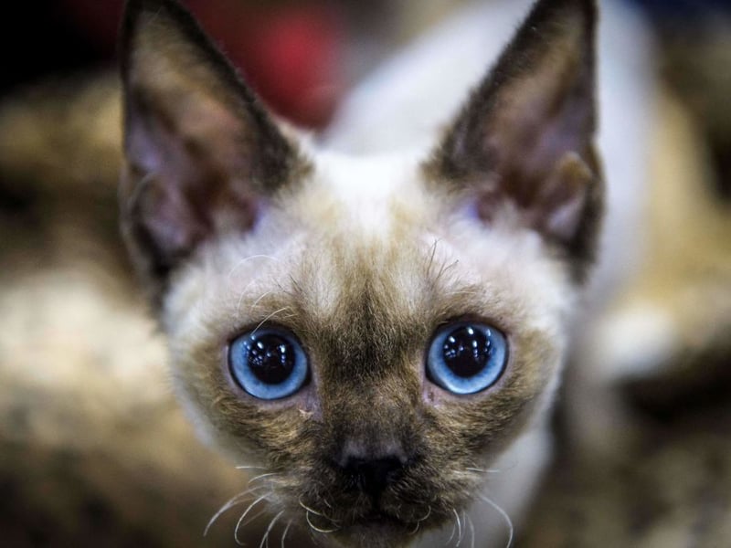 Siamese cats are noisy, nosy, social, and energetic. These are cats that need constant interaction, and become restless without engagement. Good luck working from home with one of these cats around - they will provide constant distractions due to their antics.