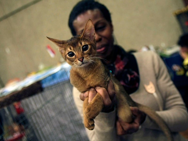 Adorable Abyssinians are eternally curious and rarely sit still. Their natural inquisitiveness means that they are always busy exploring and they are known as one of the most playful domestic breeds. | AFP via Getty Images