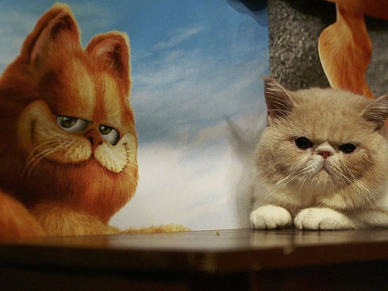 Exotic Shorthairs share the Persian’s calm personality without the high-maintenance coat. They are affectionate lap cats who would pick cuddling over running around nine times out of 10.
