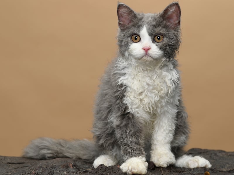Selkirk Rex cats are a mellow and tolerant breed of cat. They enjoy affection and gentle play but are generally content lolling around their home, meaning they are ideal additions to relaxed households.