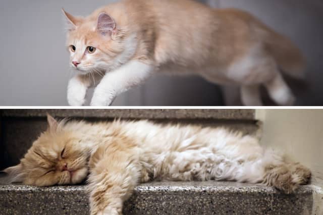 Some cats spend their day adventuring - while others just like to have a snooze.