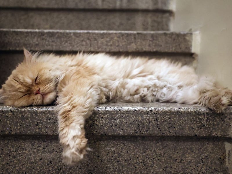 Persians are low-energy cats that really thrive in quiet and chilled environments. Their luxurious heavy coats and calm temperament make them more inclined to lounge around than chase around your home playing with toys. 