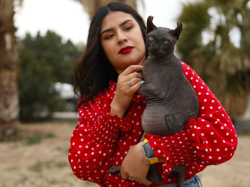 Egyptian Maus are one of the fastest breeds of domestic cats. - watch out mice! Their natural agility and hunting instincts drive bursts of activity, making them playful, alert, and constantly ready to chase or explore.