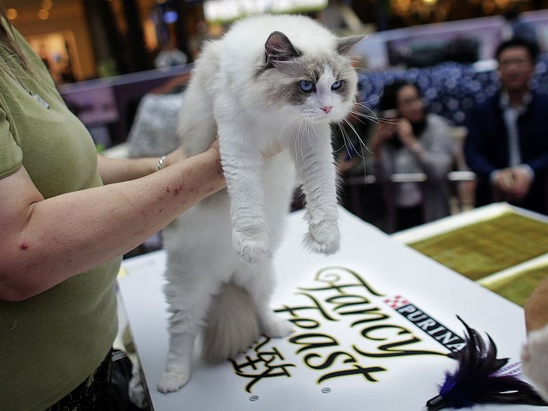 Now we're moving onto the laziest breeds in the feline world. Ragdolls are famously floppy and relaxed, often going completely limp when held by their beloved owner. They prefer lounging over climbing, follow owners calmly, and are content spending long hours napping in their fave cozy spot.