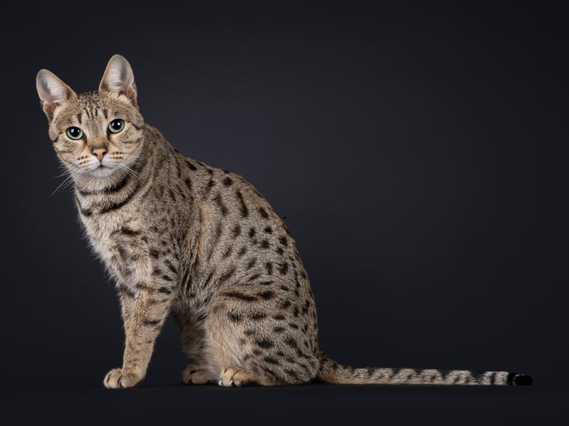 Savannah cats are another breed that inherit their near-endless energy from their wild lineage - they were bred fro wild African Serval cats. These impressive jumpers actually behave more like a highly active dog - so you'll be needing plenty of space.
