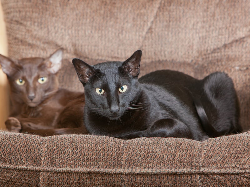 Closely related to Siamese, Oriental Shorthairs are similarly lively and inquisitive. They enjoy climbing heights and investigating everything, thriving in environments where they receive regular stimulation and companionship. 