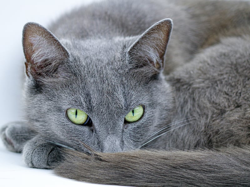 Russian Blues will spend most of their time having naps - saving up energy for a really good sleep later in the day!