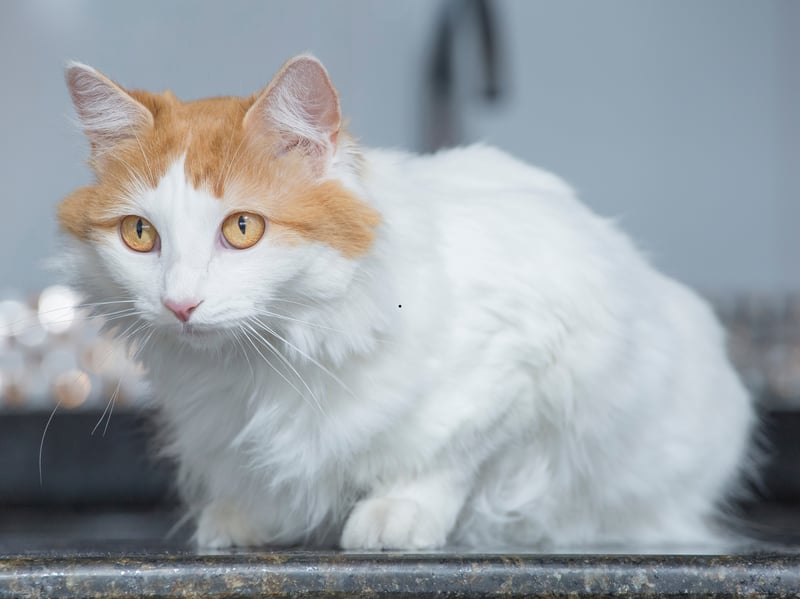 Turkish Vans are a muscular breed of cat making them natural athletes - aside from the usual catty jumping, climbing and running they are also talented swimmers and love playing in and around water.