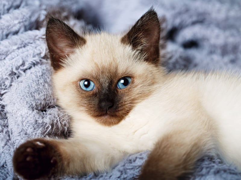 Balinese cats combine elegance with high energy. Closely related to Siamese, they are playful, vocal, and intelligent, needing frequent engagement to satisfy their active and curious nature.