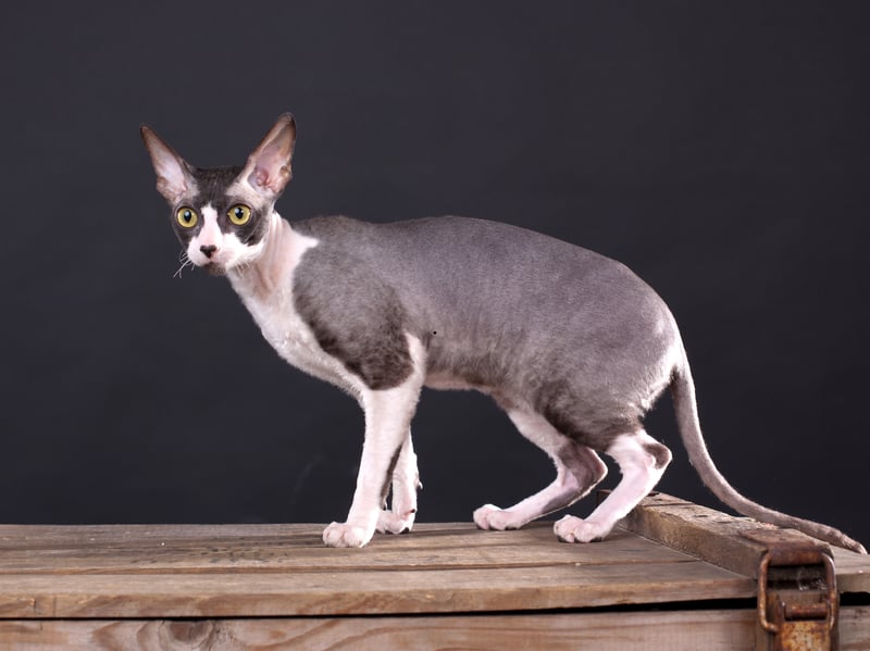 Many Cornish Rex cats are eternal kittens - never losing their playfulness. They are speedy and agile with their light frame perfect for constant motion.