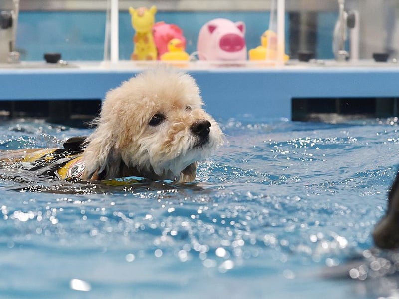 Bred to retrieve waterfowl, Poodles may now be more at home at dog shows and as family pets. Whatever the size - toy, miniature or standard - they all have webbed feet. It also helps them walk on mud, hopefully meaning less muck gets into those beautiful coats during walkies.