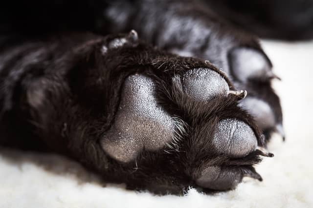 A pair of webbed Labrador paws.