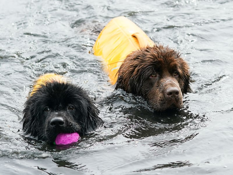 Like the Labrador, the web-footed Newfoundland was used by fishermen to help them bring in the daily catch. Their thick coats mean they can stay in icy water for longer than almost any other dog - and these days they are frequestly used as search and resuce dogs. A real all-rounder.