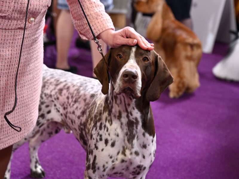 Another dog bred to hunt, the German Short-Haired Pointer has quite small ‘scoop-like’ webbed paws for paddling through water with ease. Their close cousins the German Wire-Haired Pointer also have webbed feet.