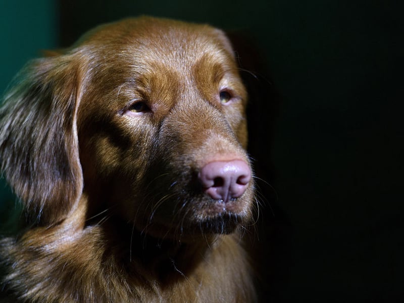 Small but mighty, Tollers use webbed feet to chase and retrieve waterfowl. They have boundless energy, high intelligence, and a thick coat built for cold-water hunting.